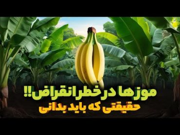 ✅آیا آخرالزمان موز واقعا در راه است؟/تهدید بزرگ برای موز🍌