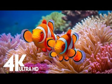 Aquarium 4k VIDEO (ULTRA HD)Relaxing Music with Colorful Coral Reefs,Fish,and Stunning Ocean Scenes