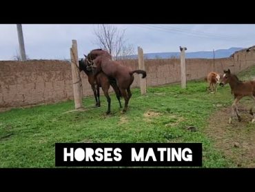 تزاوج الخيول، تزاوج الحيوانات. تزاوج الحمير. Horses mating