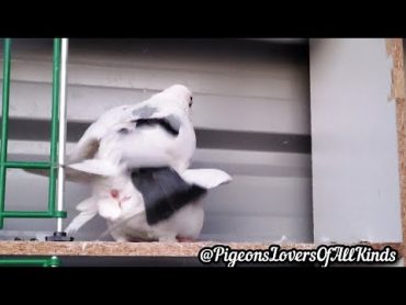 Pigeon Mating