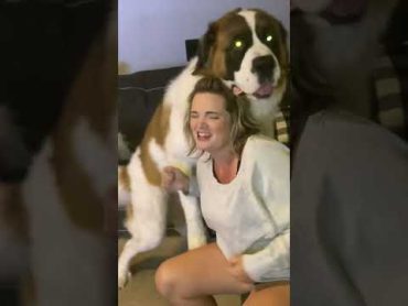 Saint Bernard rough housing his mama 😲 shorts funnyshorts funnyvideo dogshorts funnydogvideo