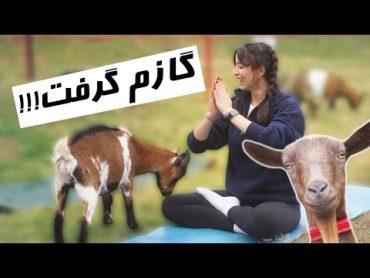 یوگا با بز!!!!GOAT YOGA IS FUN