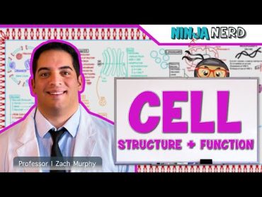 Cell Biology  Cell Structure & Function