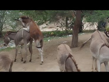 very excellent donkey mating watch this videos animals donkey viralvideo