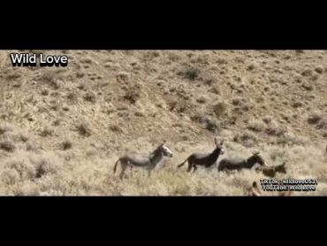 Group of male donkey mating with one Female donkey  wild Love  Donkey mates with their partner