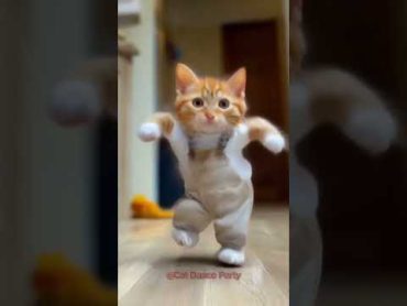 Cat Dance Partycat lovecats cats catvideos  catlover princesscat kitten dance partyanimals