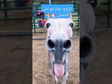 تزاوج حمار مع انثي الحصان 🦄🐴