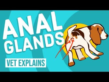 Dog Anal Glands  Vet Explains