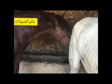 تزاوج الخيل مع انثى حمار