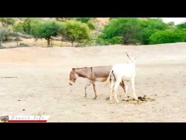 Donkey mating: Donkey enjoying  DesertDonkey mating تزاوج الحمار  حب الحمار