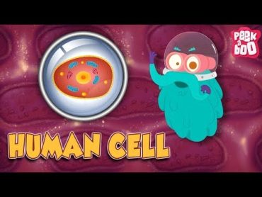 HUMAN CELL  The Dr. Binocs Show  Best Learning Videos For Kids  Peekaboo Kidz