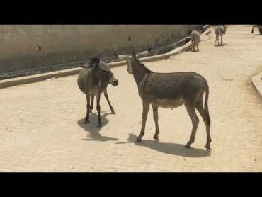 Donkey mating  Donkey enjoying  Donkey meet