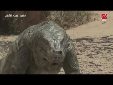 سهير رمزي في مواجهة السحلية