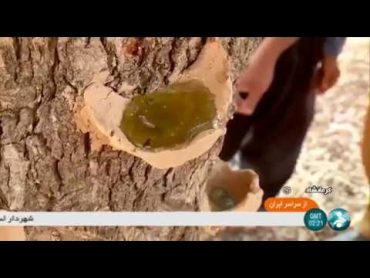 Iran Persian turpentine trees & processing factory, Kermanshah جمع آوري صمغ درخت بنه و فرآوري صمغ