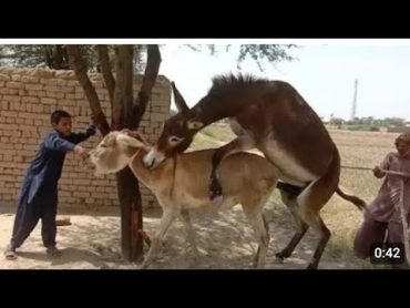 donkey mating donkey male with female donkey