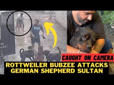 Rottweiler Bubzee Ne Kiya German Shepherd Sultan Pe Khula Attack: Bubzee Vs Sultan Caught On Camera