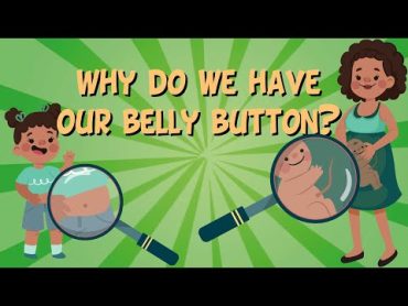 Why do we have our belly button?  Educational Videos For Kids