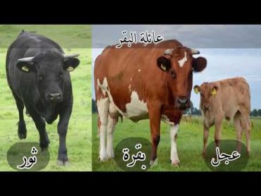 أسماء ذكور وإناث وصغار بعض الحيوانات.  Animals families in Arabic