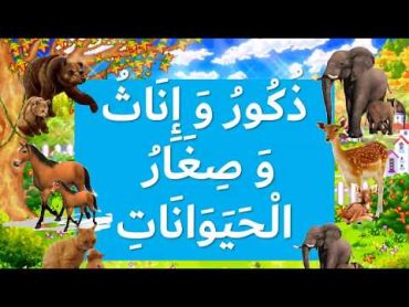 تعلم أسماء ذكور و إناث و صغار الحيواناتMâles,femelles et petits des animaux en arabe