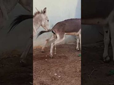 Male Donkey Full Enjoydonkey donkeysanctuary animal