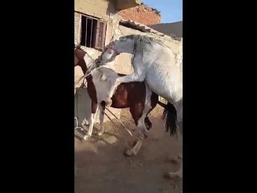 طريقه التزاوج ف الخيل Horse mating method