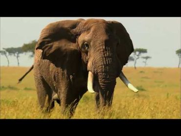 Mais à quoi servent les mâles dans la savane ?