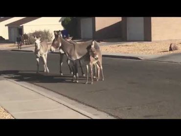 Donkey mateng تزاوج حمير