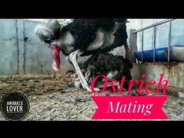 Successful Ostrich Mating। animals mating। Bird mating। Animals lover। Ostrich mating Dance। mating