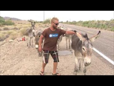 Man tries to ride wild donkey