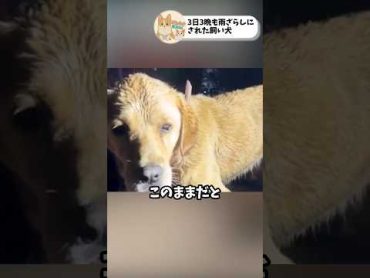 雨ざらしにされていたワンちゃん