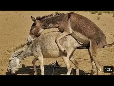 Male donkey with female donkey meeting time in jungle,viral youtubeshorts  donkey donkeylife