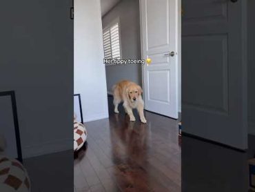 My dog is SO sneaky… Part 2 🤫 dogshorts dogs goldenretriever puppy puppies dogsofyoutube