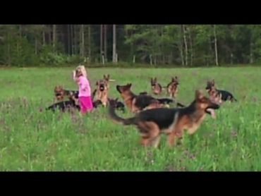 Distraction: Girl with 14 dogs