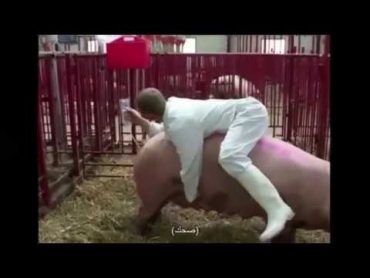 Men sexually exciting pigs رجل يثير أنثى خنزير جنسيا