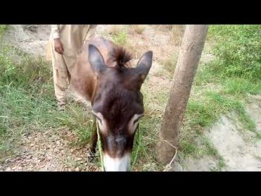 What are man and donkey doing with each other funny video