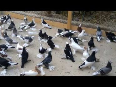 حمام ليبيا سرت pigeon libya sirt