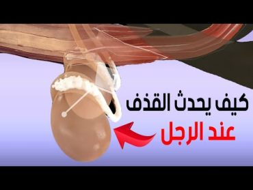 كيف يحدث القذف عند الرجل  مشاهد تراها للمرة الاولى