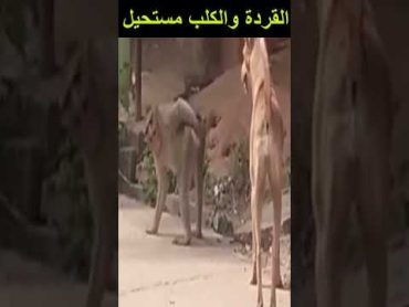 اثنان قردة وكلب يفعلان شئ غير متوقع فى عالم الحيوان