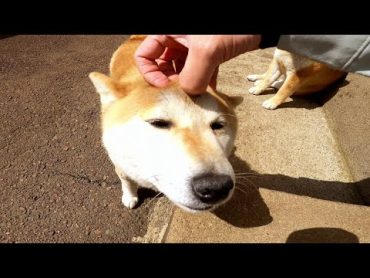 ちょっと柴犬揉んでいきませんか？