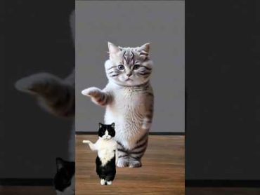 Cute kitten funny dance, dancingcat catvideos animaldance funny