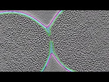 Seeing Cell Division Like Never Before