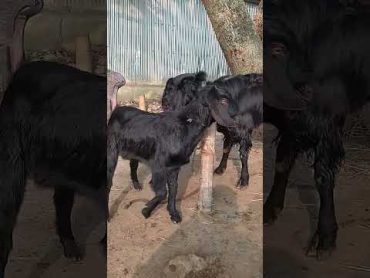 Lots of two goats they do very beautiful surprising shoots which we enjoy2023 Episode :181