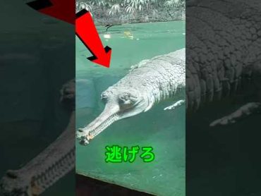 この生き物は超怖い 😨