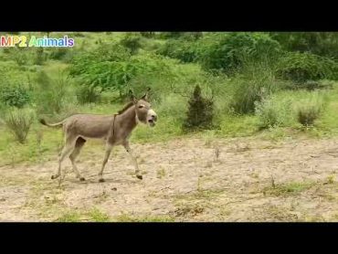 Two male donkeys in my village&39;s jungle @MP2animals