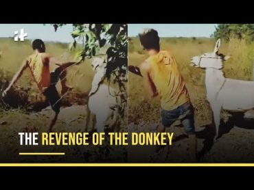 Viral Video: Man Beats Up A Donkey, Donkey Takes Revenge