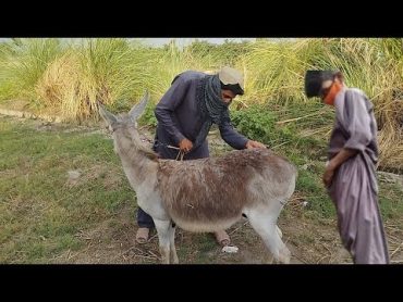 Amazing man with his donkey and boy beautiful video 11 June 2024