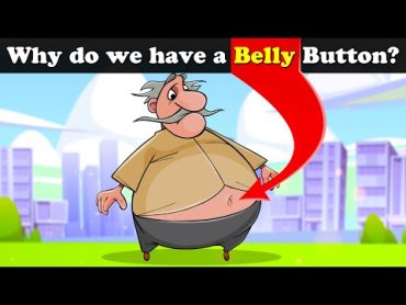 Why do we have a Belly Button? + more videos  aumsum kids science education whatif