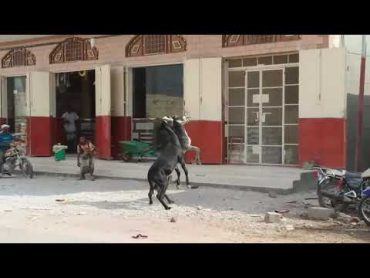 رغبة عالية في التزاوج .... Donkey fight for marriage