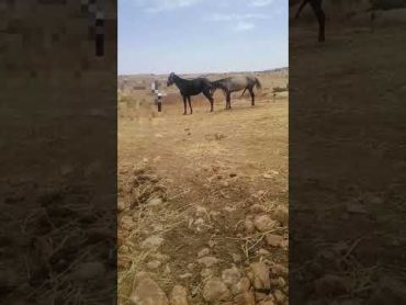 فيديو لا يفوتكم تزاوج حصان مع الفرس العلاقة الحميمية جهنمية بين الحصان والفرس خطير جدا