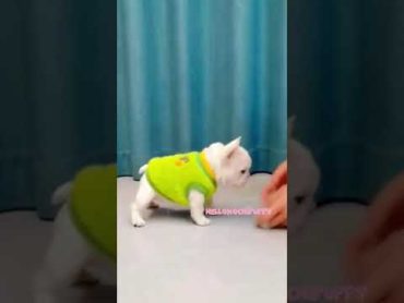 cute puppies funny moment cute overload ❤️hellomochi shorts dog funnydogs funnyanimals bichon